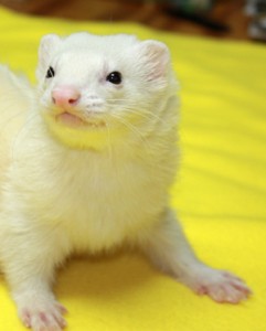 Dark-eyed white ferret
