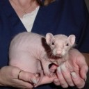 ferret-adrenal-alopecia-2-300x199