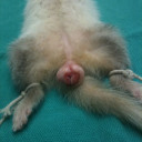 ferret-vulva-110921-bg