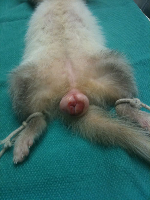 Ferret Weight Loss