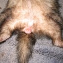 ferret2