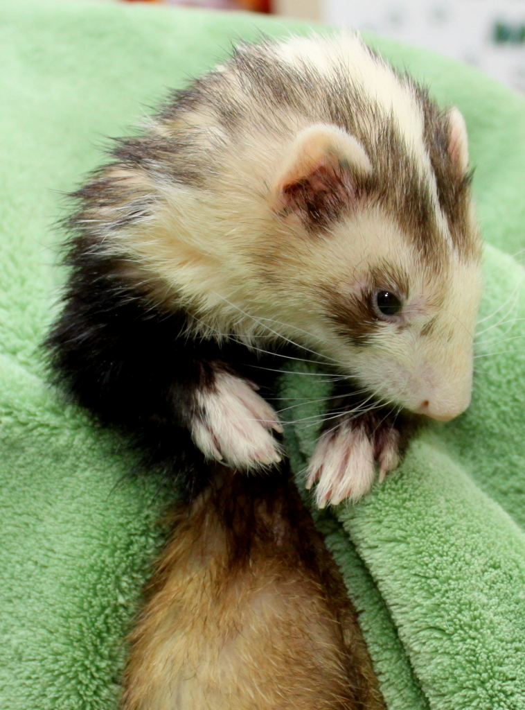 Adopted Ferrets | Hide-E-Hole Ferret Rescue Inc.