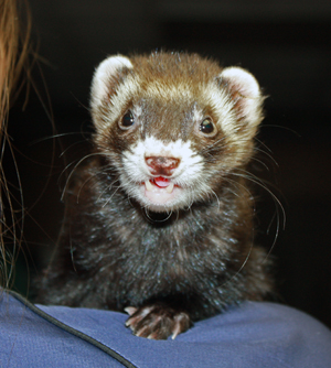 Adopted Ferrets | Hide-E-Hole Ferret Rescue Inc.